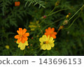 Kivanacosmos Kivanacosmos 143696153