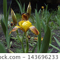Close-up photograph of a blooming yellow and brown iris flower with unopened buds and long green leaves growing in a garden bed. The natural light highlights intricate petal vein patterns. 143696233
