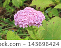 過時的繡球花 143696424