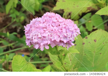 過時的繡球花 過時的繡球花 143696424