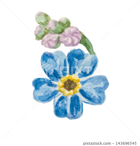 Blue forget-me-nots, myosotis, scorpion grass, hand painted with watercolors and isolated on white background. Suitable for postcards, invitations, wedding, prints and packaging Blue forget-me-nots, myosotis, scorpion grass, hand painted with watercolors and isolated on white background. Suitable for postcards, invitations, wedding, prints and packaging 143696545