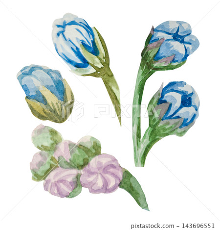 Blue forget-me-nots, myosotis, scorpion grass, hand painted with watercolors and isolated on white background. Suitable for postcards, invitations, wedding, prints and packaging Blue forget-me-nots, myosotis, scorpion grass, hand painted with watercolors and isolated on white background. Suitable for postcards, invitations, wedding, prints and packaging 143696551