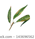 Watercolor illustration of a peach twig with three green leaves in a natural arrangement, realistic botanical artwork for packaging, stationery and garden-themed designs 143696562