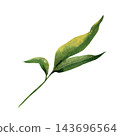 Small peach branch with three green leaves, painted in realistic watercolor, for botanical compositions, natural packaging, garden themes and decorative design 143696564