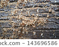 Wood log bark with wood shavings and chips texture 143696586
