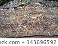 Sawdust and rough wood texture on cut log close up 143696592