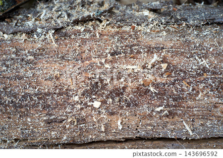 Sawdust and rough wood texture on cut log close up 143696592