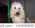 White Standard Poodle peers curiously through green metal bars, looking right at the camera. Its curly coat contrasts with the dark, grimy background. A small green leaf is stuck to its chin. 143696630