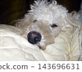 Close-up of poodle dog sleeping peacefully. Its head is nestled into a soft, cream-colored quilted comforter. The large black nose is in sharp focus. Indoor scene. 143696631