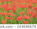 盛開的朱頂紅 143696678