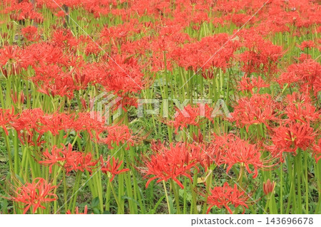 盛開的朱頂紅 盛開的朱頂紅 143696678
