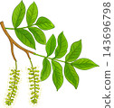 Myrocarpus Frondosus Branch Colored Illustration 143696798