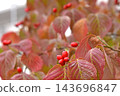 山茱萸葉秋葉 143696847