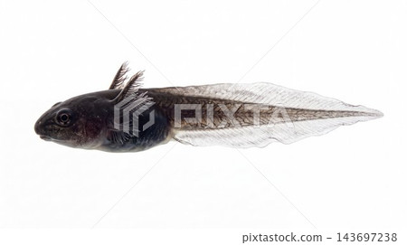 Tadpole with external feathery gills side view Tadpole with external feathery gills side view 143697238
