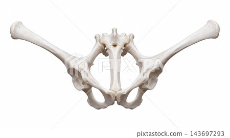 Frog pelvic bones skeleton isolated on white background Frog pelvic bones skeleton isolated on white background 143697293