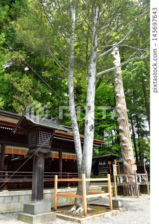 Suwa Grand Shrine, Shimosha Akimiya: The White Pine Tree and the First Sacred Pillar Seen by the Emperor 143697643