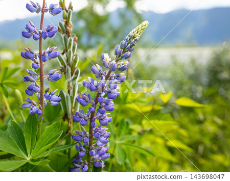 Close up of purple wildflower summer blossoms, Silvery Lupine Lupinus argenteus, growing in a meadow 143698047