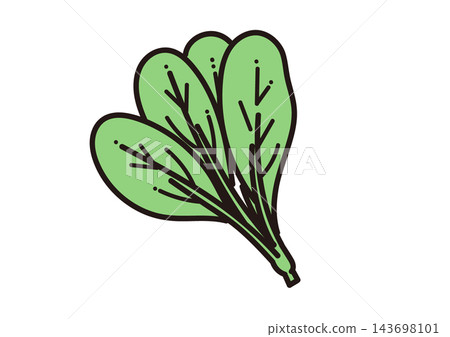 Simple illustration of a vegetable: Komatsuna (Japanese mustard spinach) Simple illustration of a vegetable: Komatsuna (Japanese mustard spinach) 143698101