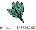 蔬菜的簡單圖示：菠菜 143698102