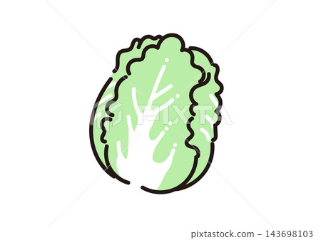 Simple illustration of a vegetable: Chinese cabbage 143698103