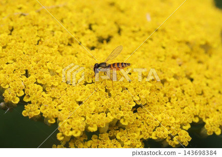 一隻纖細的食蚜蠅在初夏時節,從花園裡盛開的黃花蓍草(Achillea thunbergii)的花朵中吸取花蜜。 一隻纖細的食蚜蠅在初夏時節,從花園裡盛開的黃花蓍草(Achillea thunbergii)的花朵中吸取花蜜。 143698384