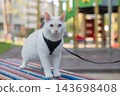 A white cat is walking on a harness. 143698408