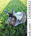 A Lionhead rabbit on a walk on a green lawn, wearing a harness. 143698422