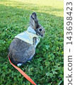 A Lionhead rabbit stands in a grassy field, wearing a harness and leash. 143698423
