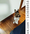 A lion rabbit stands on the wooden floor, adorably looking up at its owner. 143698458