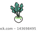 簡單的蔬菜插畫：蕪菁 143698495