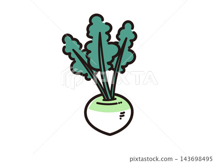 簡單的蔬菜插畫:蕪菁 簡單的蔬菜插畫:蕪菁 143698495