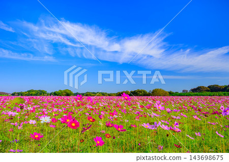 秋天的霍米克福萊艾公園景色，一片盛開的波斯菊在藍天白雲的襯托下顯得格外美麗。 143698675