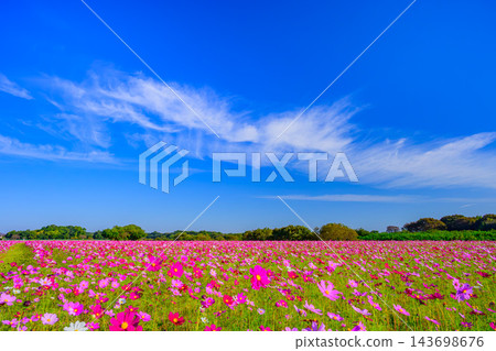 秋天的霍米克福萊艾公園景色，一片盛開的波斯菊在藍天白雲的襯托下顯得格外美麗。 143698676
