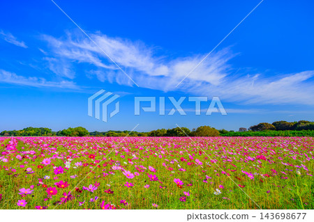 秋天的霍米克福萊艾公園景色，一片盛開的波斯菊在藍天白雲的襯托下顯得格外美麗。 143698677