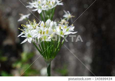 尼拉花 143699434