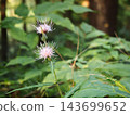 Thistles blooming in the mountains 143699652