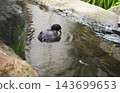 Kaizuburi floating in water 143699653
