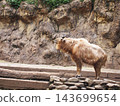 Golden Takin 143699654