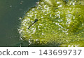 A blue damselfly perched on algae on the water's surface. 143699737