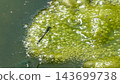 A blue damselfly perched on algae on the water's surface. 143699738