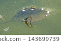 A blue damselfly perched on algae on the water's surface. 143699739