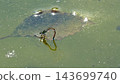 A blue damselfly perched on algae on the water's surface. 143699740