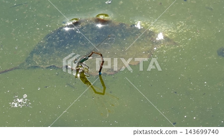 A blue damselfly perched on algae on the water's surface. A blue damselfly perched on algae on the water's surface. 143699740