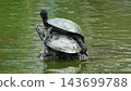 Green sea turtles enjoying a peaceful sunbath on a rock in the pond. 143699788