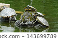 Green sea turtles enjoying a peaceful sunbath on a rock in the pond. 143699789