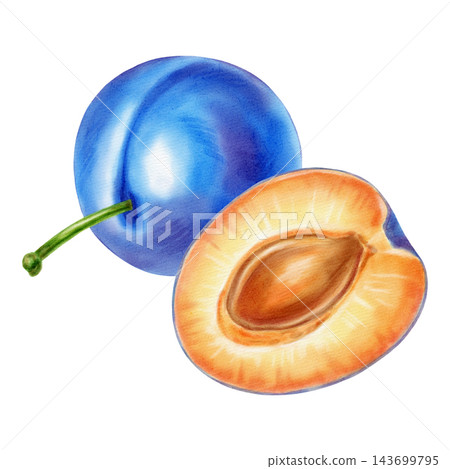 Watercolor illustration of a whole plum and a half with the pit, isolated on a white background. Perfect for product logo, posters, packaging, textile, market advertising, label, card Watercolor illustration of a whole plum and a half with the pit, isolated on a white background. Perfect for product logo, posters, packaging, textile, market advertising, label, card 143699795