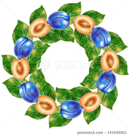 Watercolor plum fruit, seeds, leaves, white flowers isolated on white background. Perfect for product logo, market posters, food packaging, textile, market advertising, wedding invitation, label, card Watercolor plum fruit, seeds, leaves, white flowers isolated on white background. Perfect for product logo, market posters, food packaging, textile, market advertising, wedding invitation, label, card 143699801