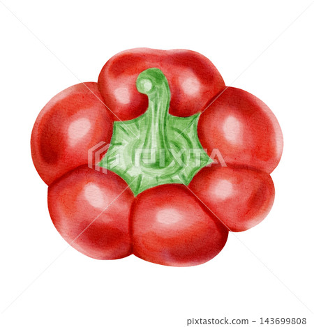 Watercolor illustration of fresh red bell peppers. Hand-drawn illustration of ripe sweet paprika isolated on a white background. Ideal for harvest, farming, vegetable markets, and grocery store themes Watercolor illustration of fresh red bell peppers. Hand-drawn illustration of ripe sweet paprika isolated on a white background. Ideal for harvest, farming, vegetable markets, and grocery store themes 143699808