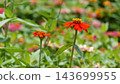 A vibrant flower field overflowing with colorful blossoms. 143699955