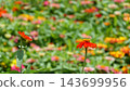 A vibrant flower field overflowing with colorful blossoms. 143699956